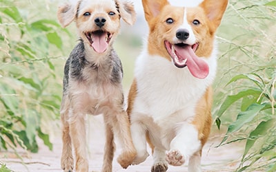 Professional Pet Grooming Service at VetPlus Clinic