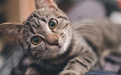 Professional Pet Grooming Service at VetPlus Clinic